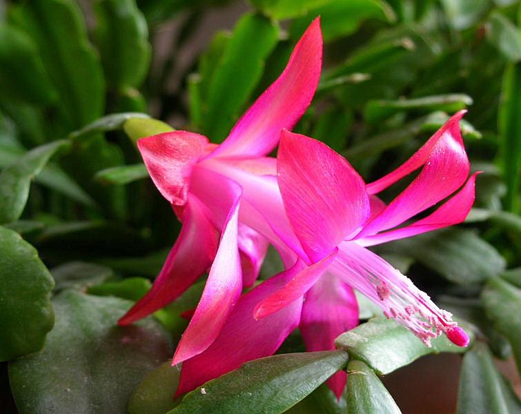 Schlumbergera truncata (pianta coltivata)